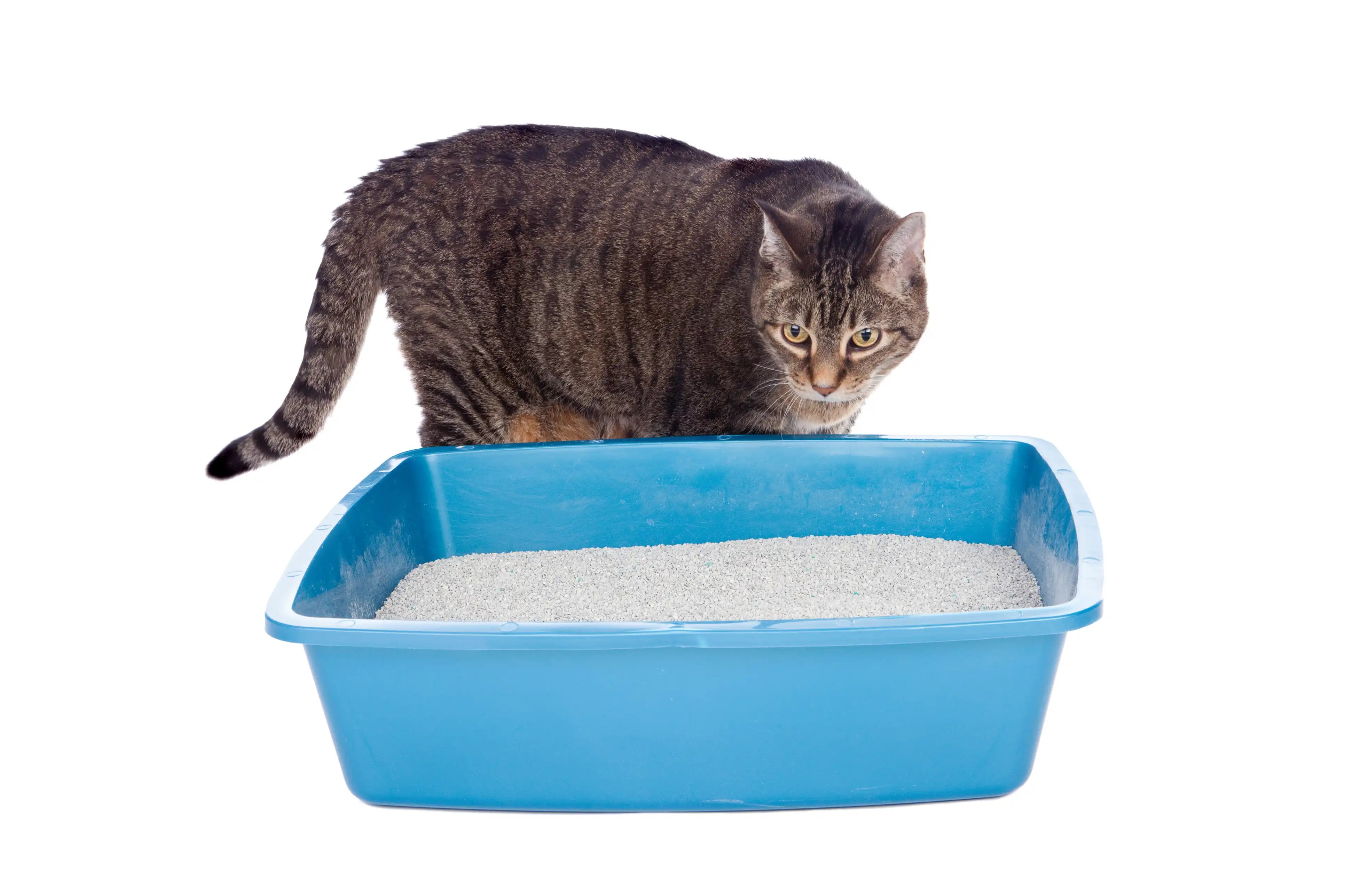 Cat Litter Testing