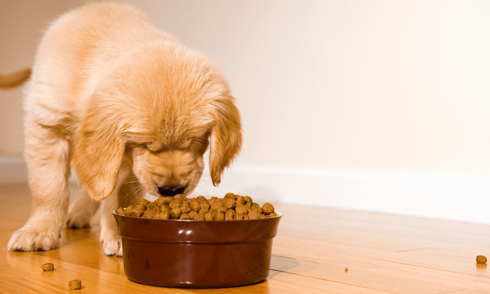 dog eating food